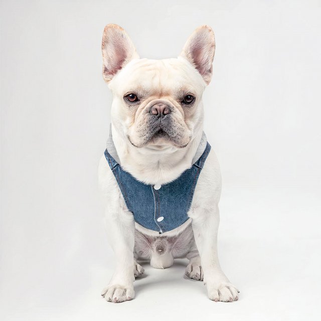 Dogs Make Everything Better Dog Denim Jacket - Print Dog Denim Coat - Quote Dog Clothing Jackets Pet Apparel & Accessories Size : M|L|XL